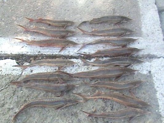 Sturioni braconaţi, redaţi mediului natural